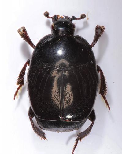 Saprinus subnitescens